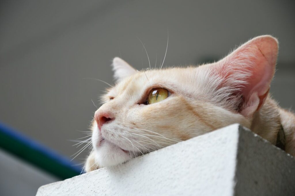leiden katzen wenn man im urlaub ist 4