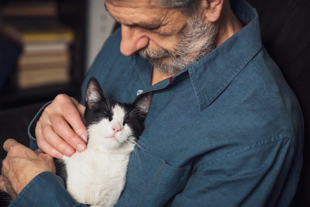 leiden katzen wenn man im urlaub ist 8