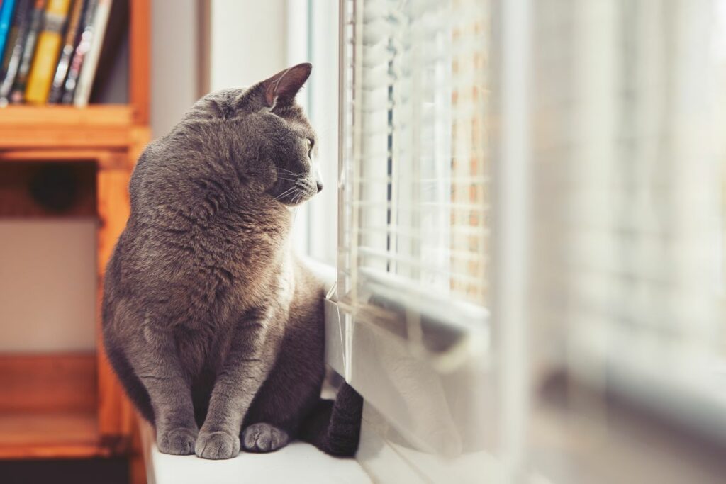 leiden katzen wenn man im urlaub ist 9