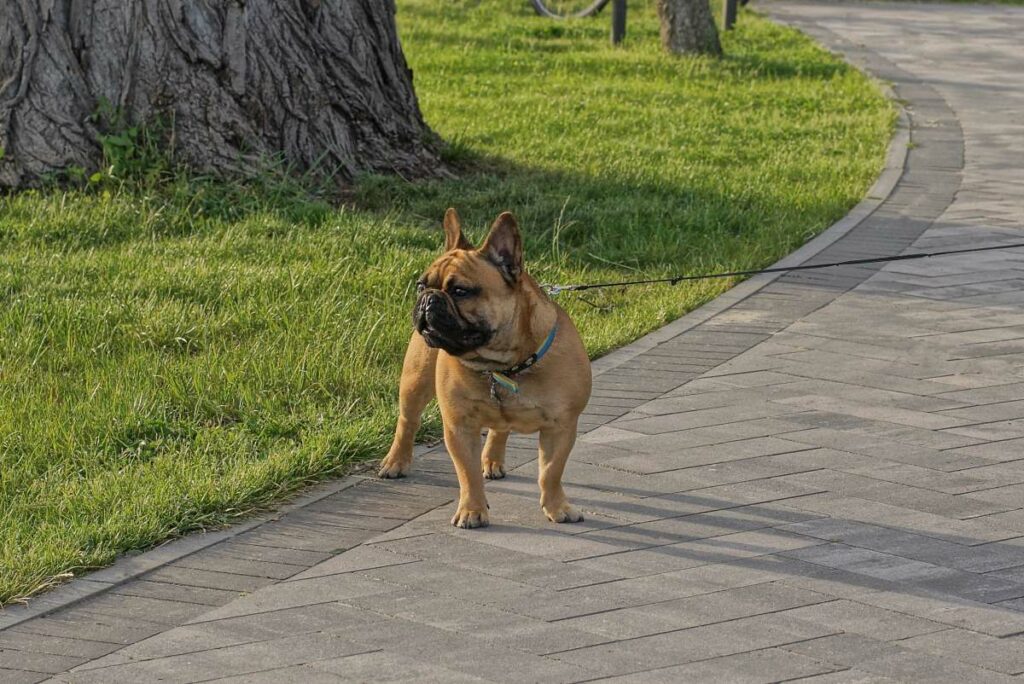 Hund bleibt stehen und geht nicht weiter