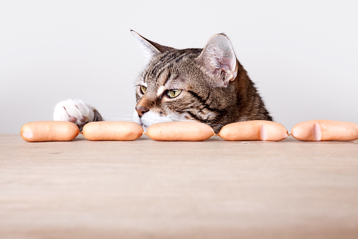 Die Katze hat ständig Hunger Was Du darüber wissen musst Haustierratgeber.de