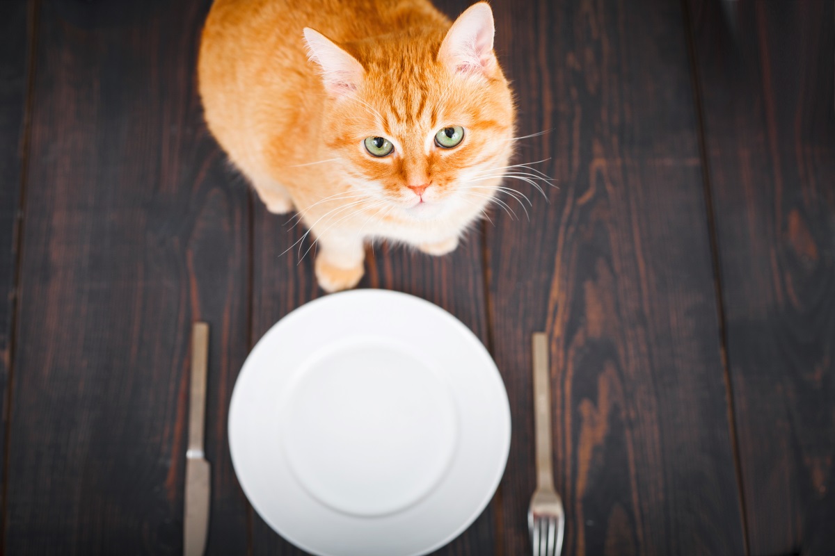 Katze Hat Ständig Hunger Und Ist Dünn