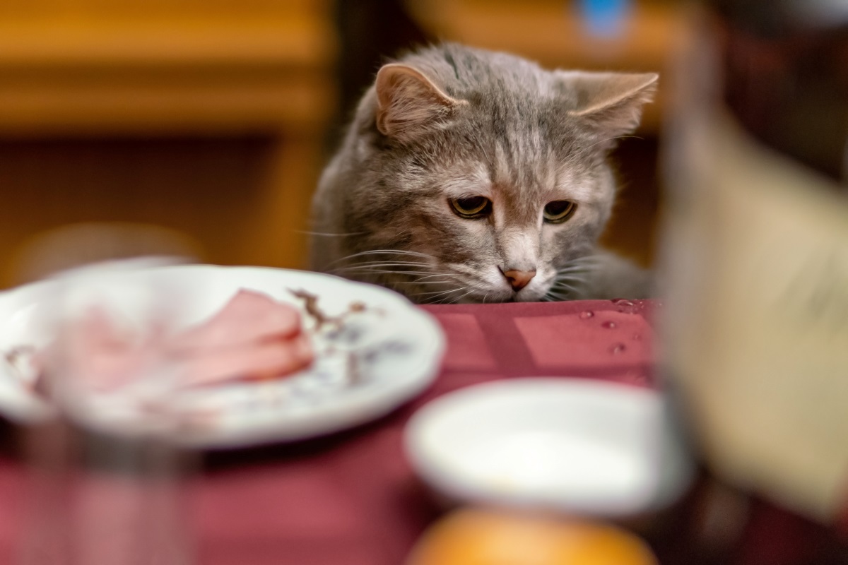 katze hat immer hunger 3