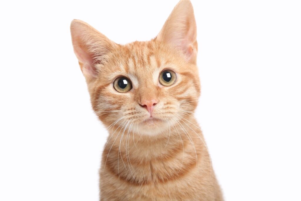 meine katze schaut mich an und miaut 1