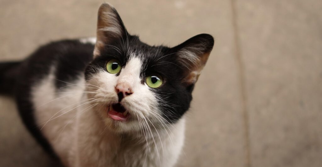 meine katze schaut mich an und miaut 2 1