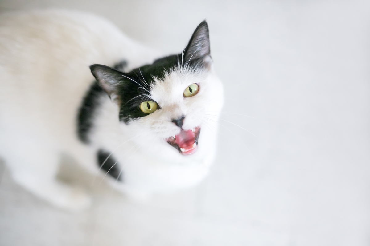 Mein Katze miaut und starrt mich an