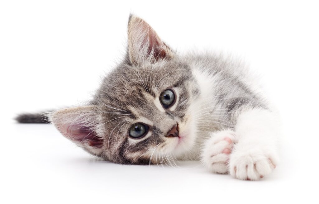 meine katze schaut mich an und miaut 4 1