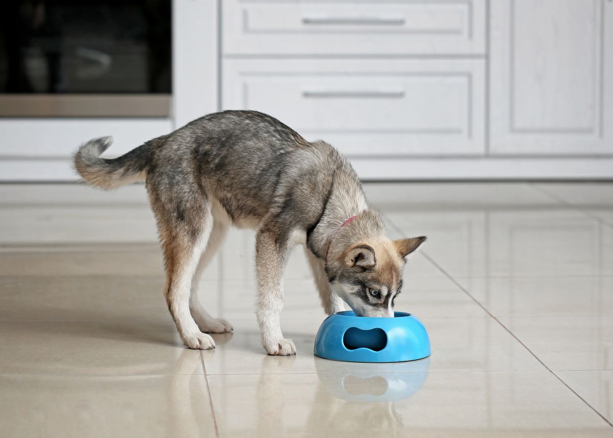was duerfen hunde nicht essen tabelle 1