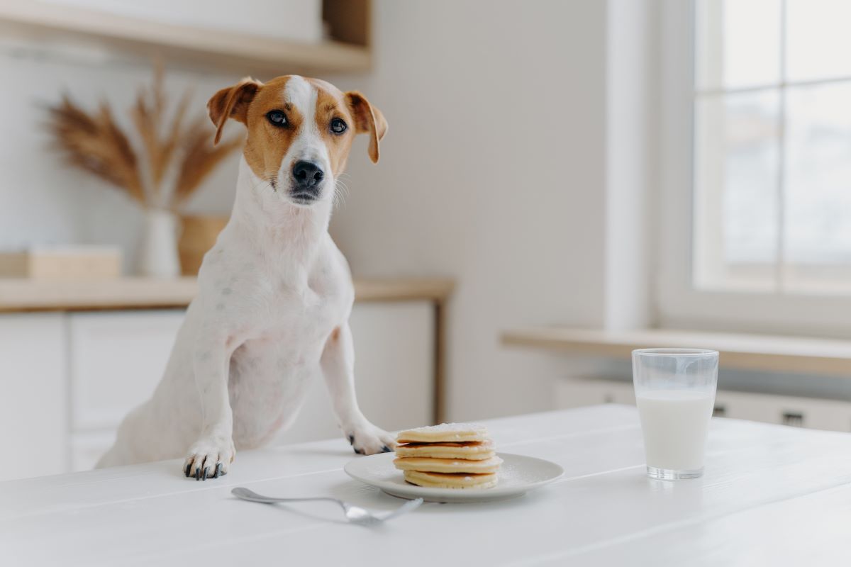 was duerfen hunde nicht essen tabelle 2