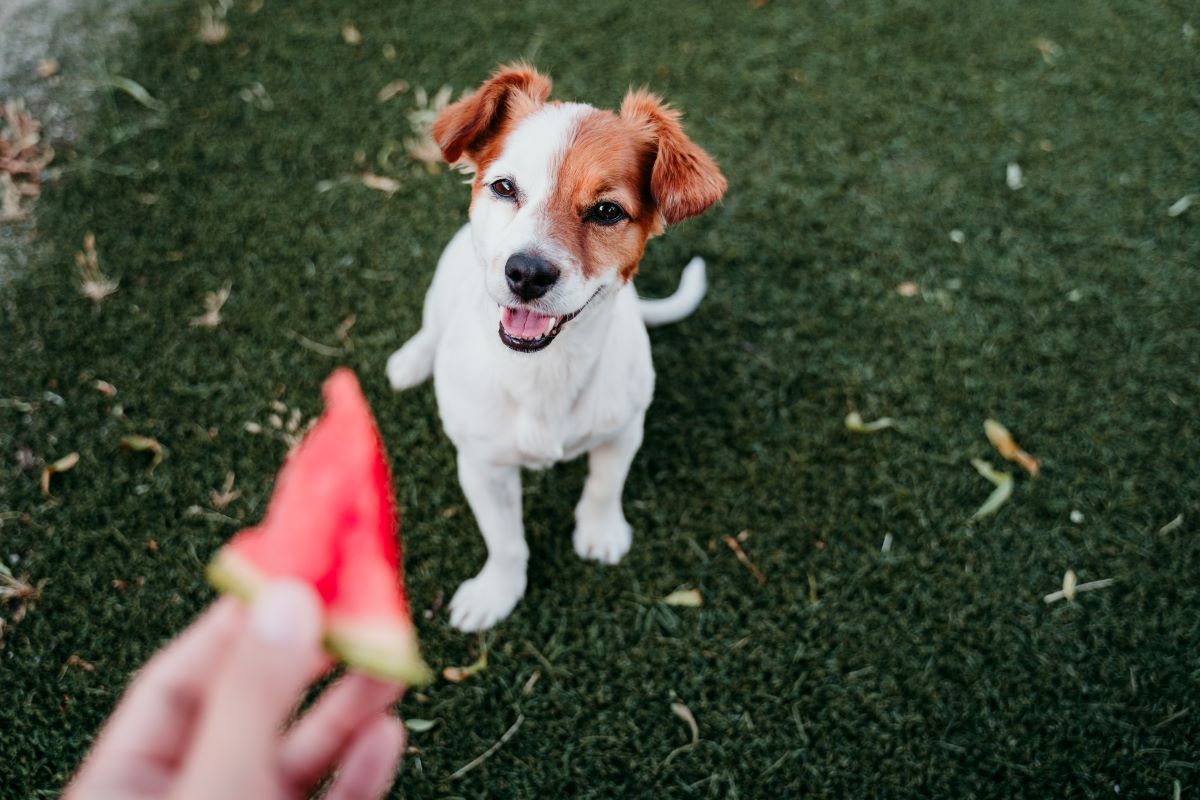 was duerfen hunde nicht essen tabelle 3