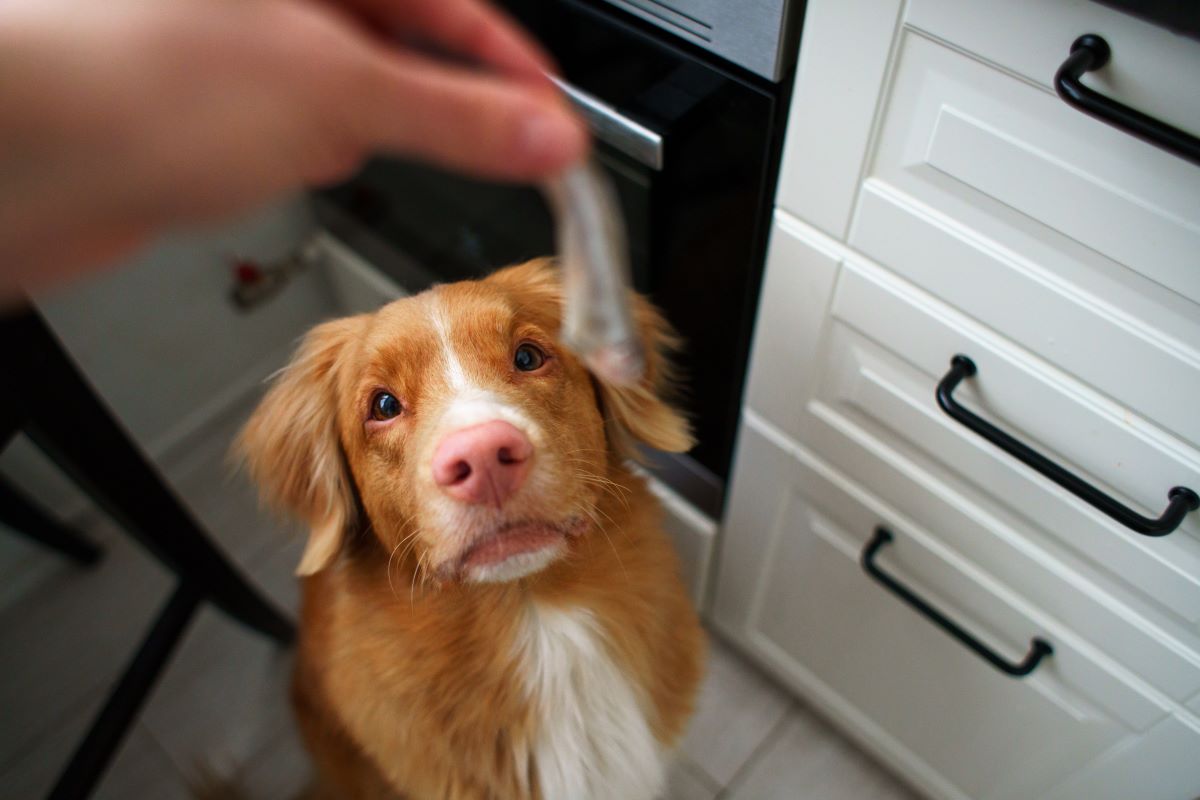 was duerfen hunde nicht essen tabelle 4