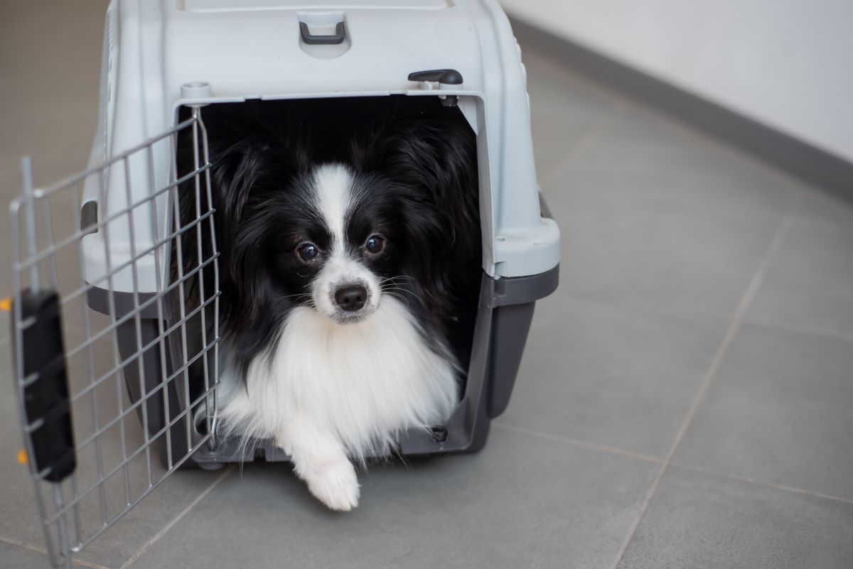 hund an box gewoehnen 1