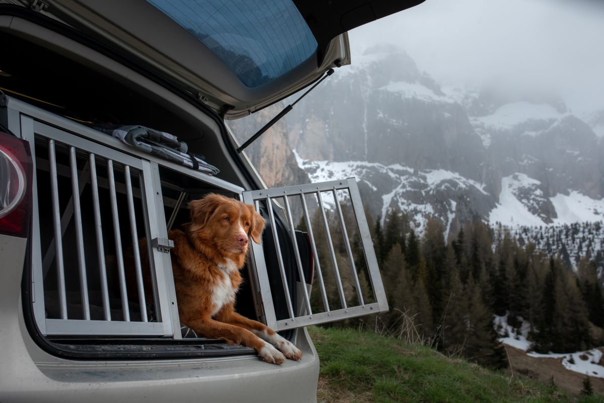 hund an box gewöhnen