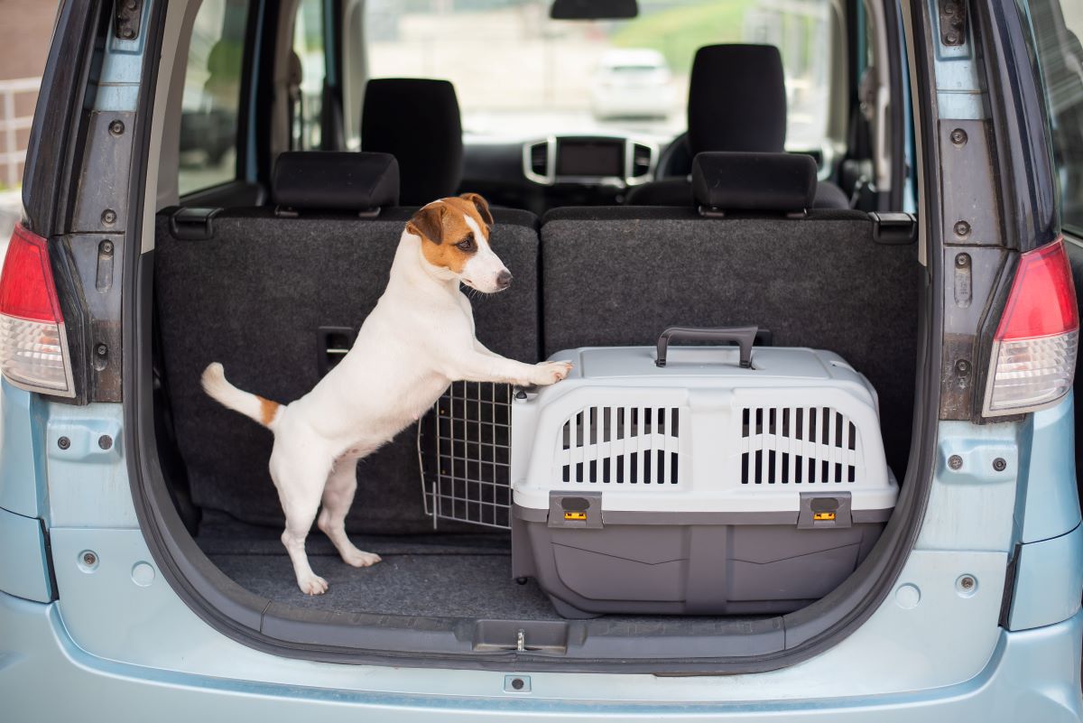 hund an box gewoehnen 3