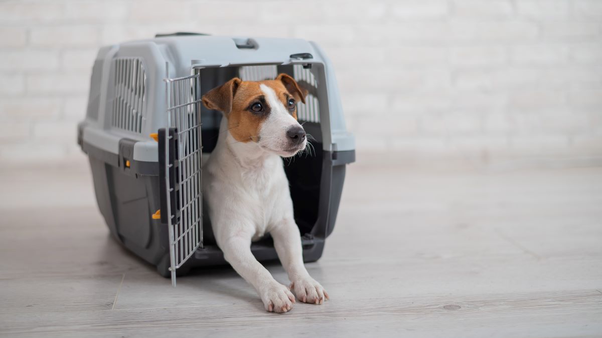 hund an box gewoehnen 4