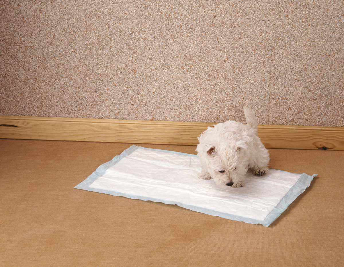 hund stubenrein machen 2