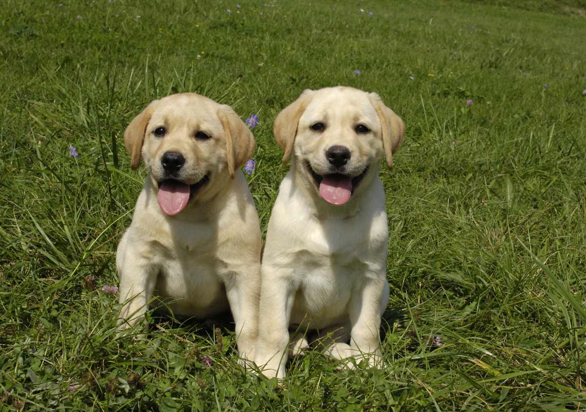 hund stubenrein machen 3