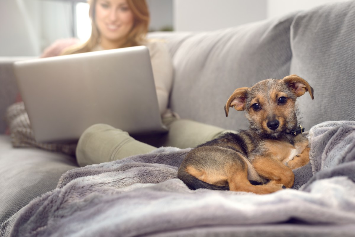 hund stubenrein machen 4