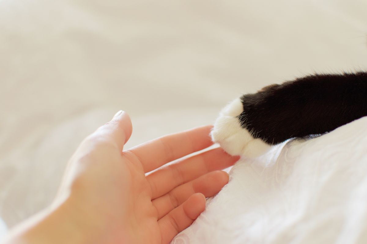 katze beruehrt mich mit pfote 2