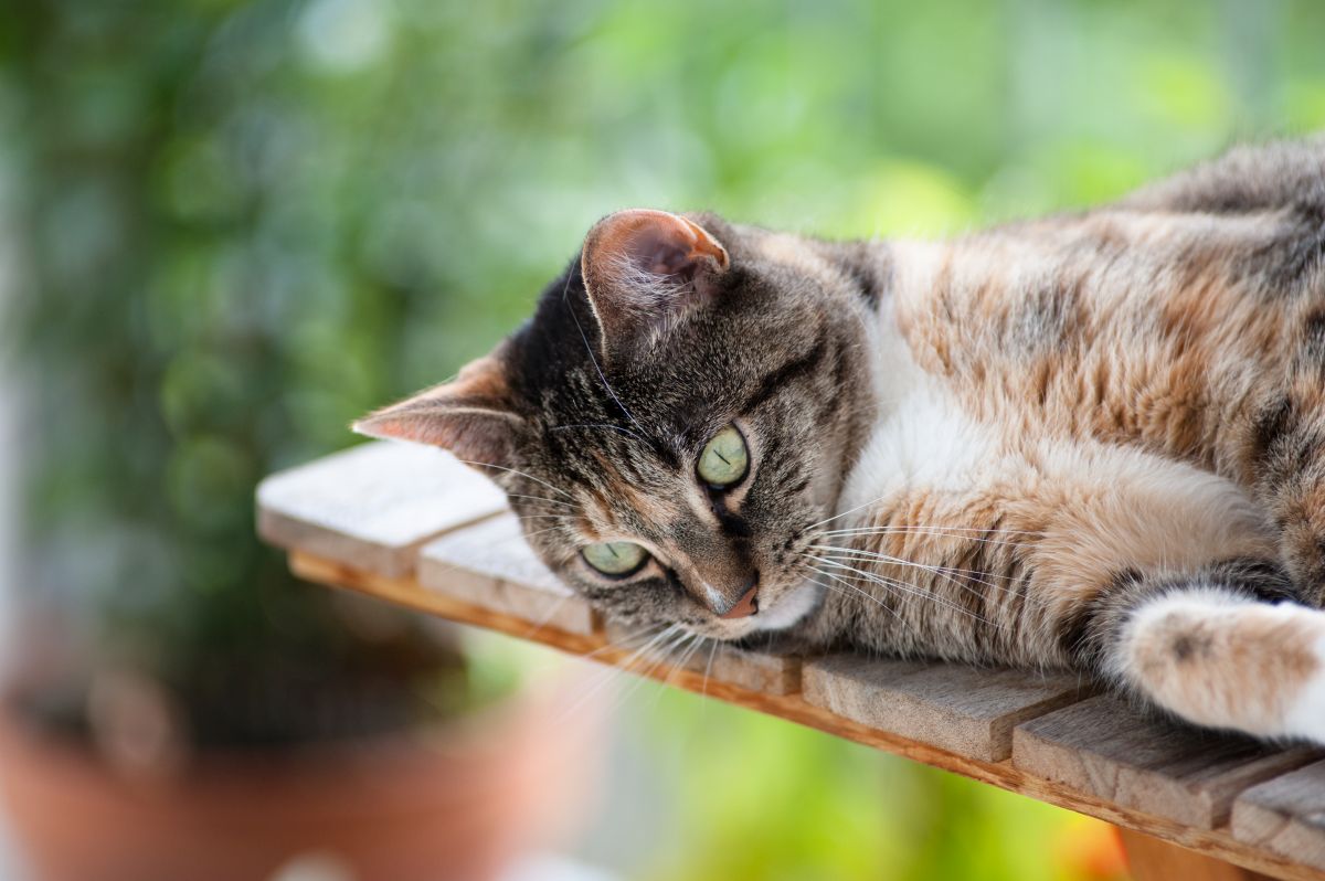Deine Katze erbricht weißen Schaum das bedeutet es Haustierratgeber.de