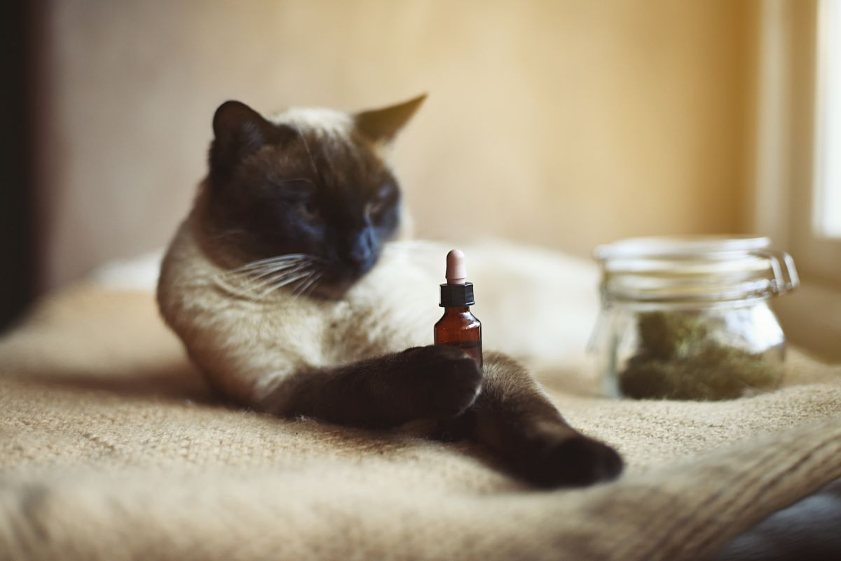 katze erkaeltet hausmittel 1