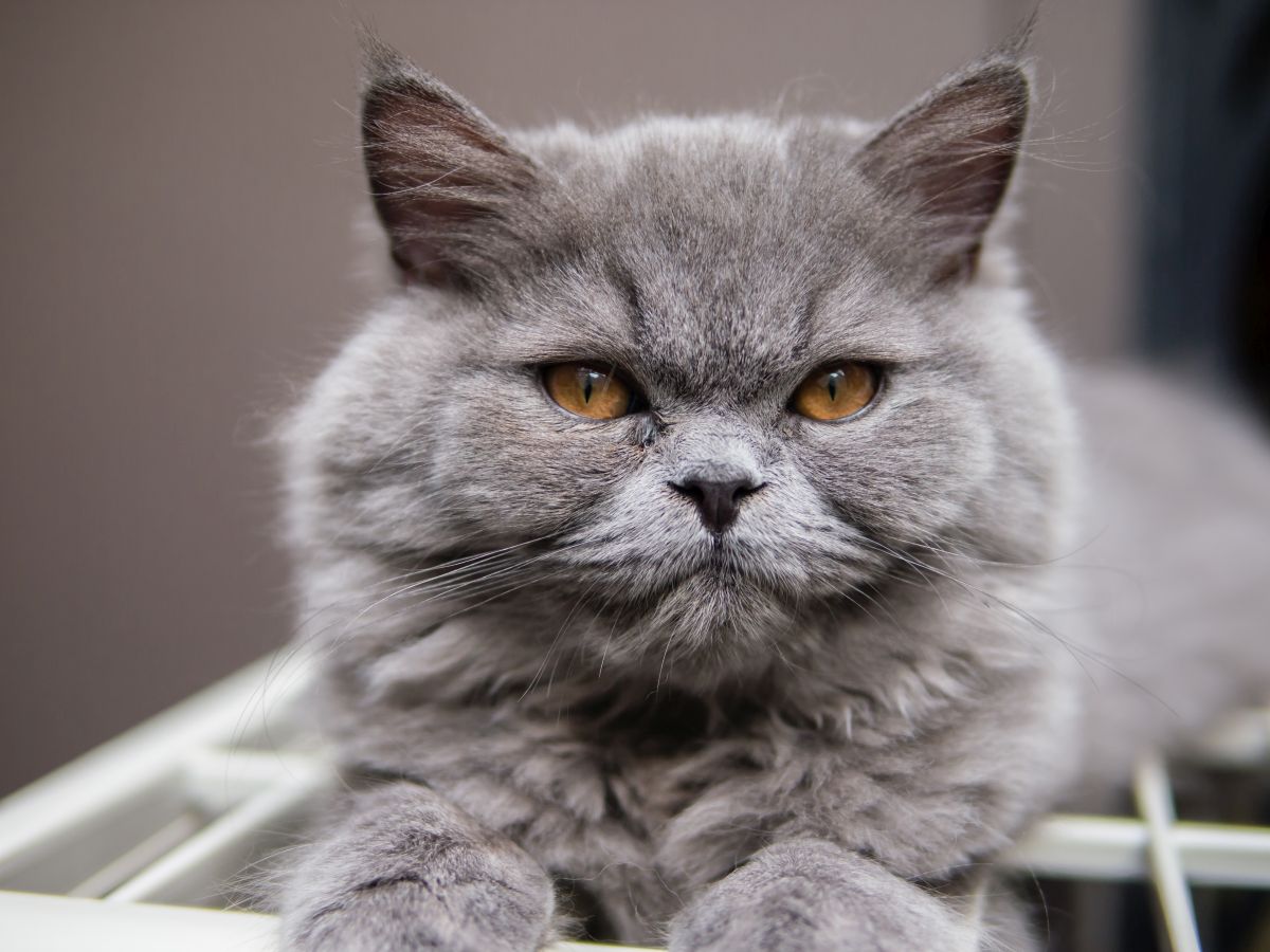 katze erkaeltet hausmittel 2