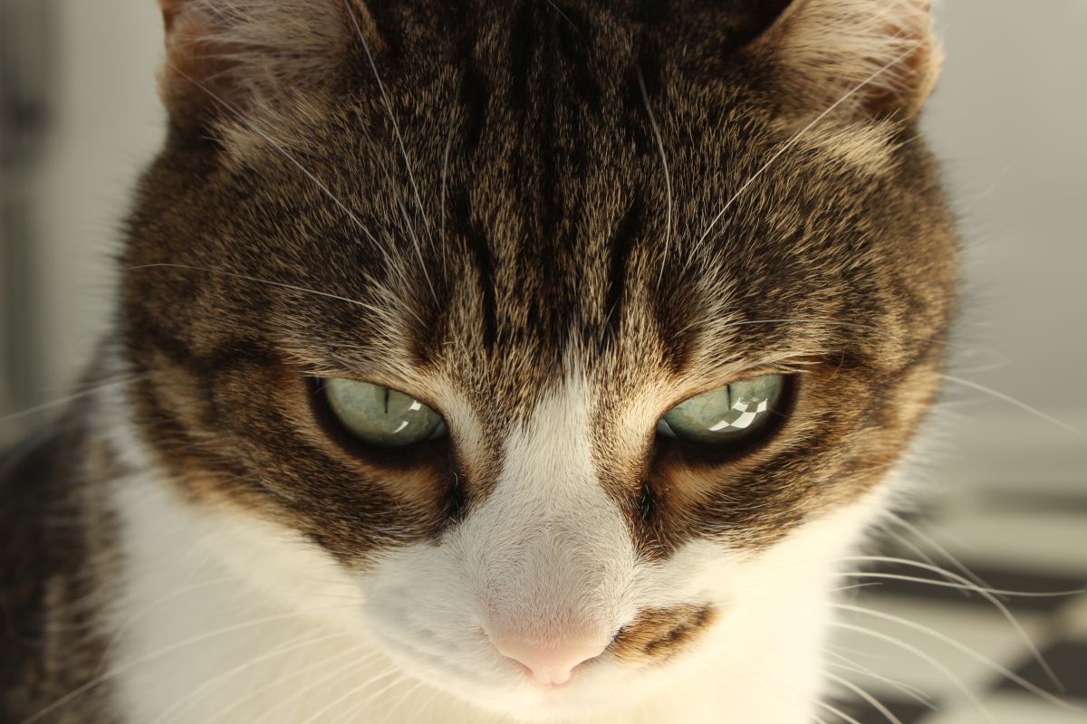 katze erkaeltet hausmittel 3