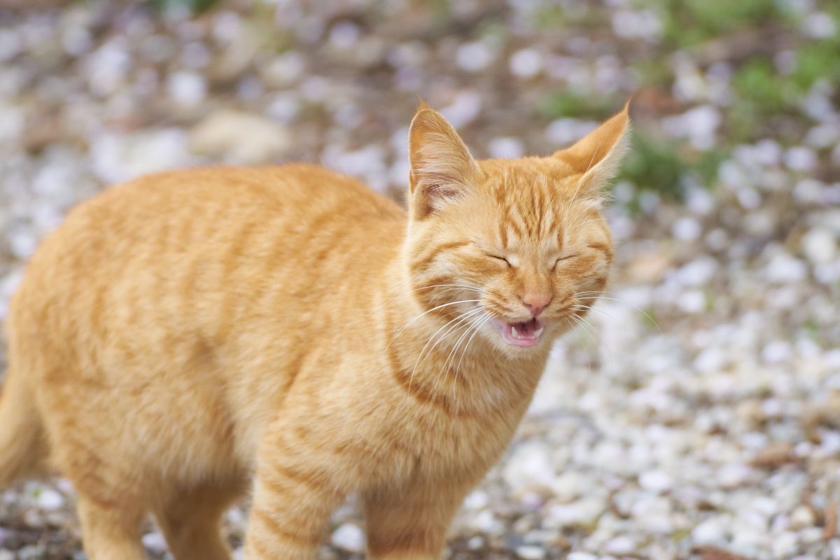 katze erkaeltet hausmittel 4