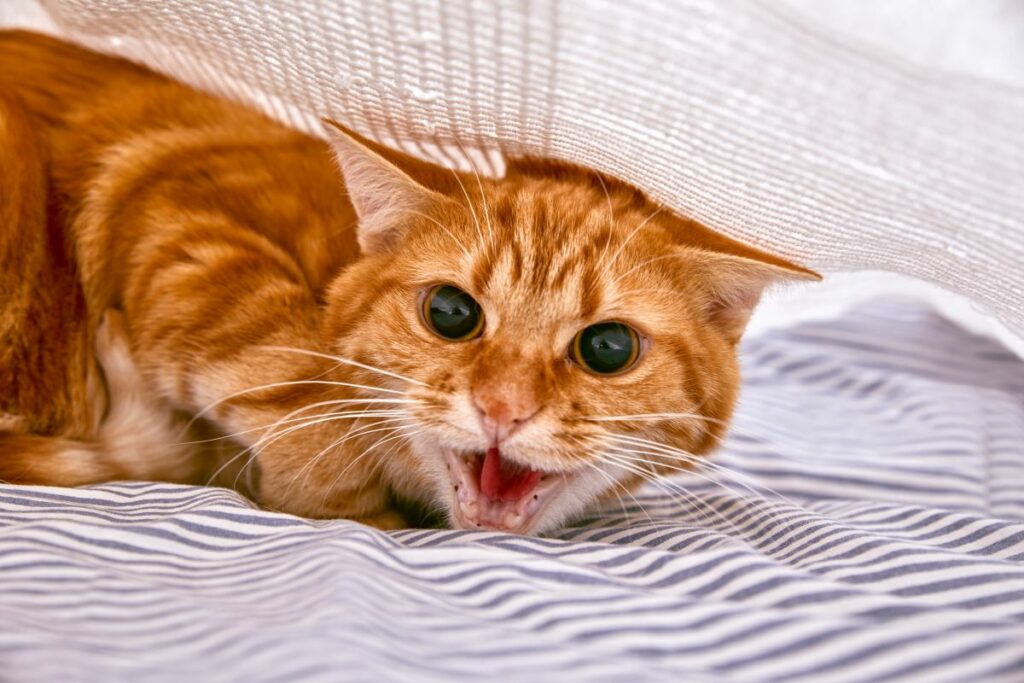 katze plötzlich verstört