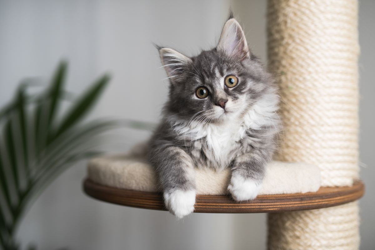 Katzen halten für Anfänger: Tipps für einen gelungenen Start ...