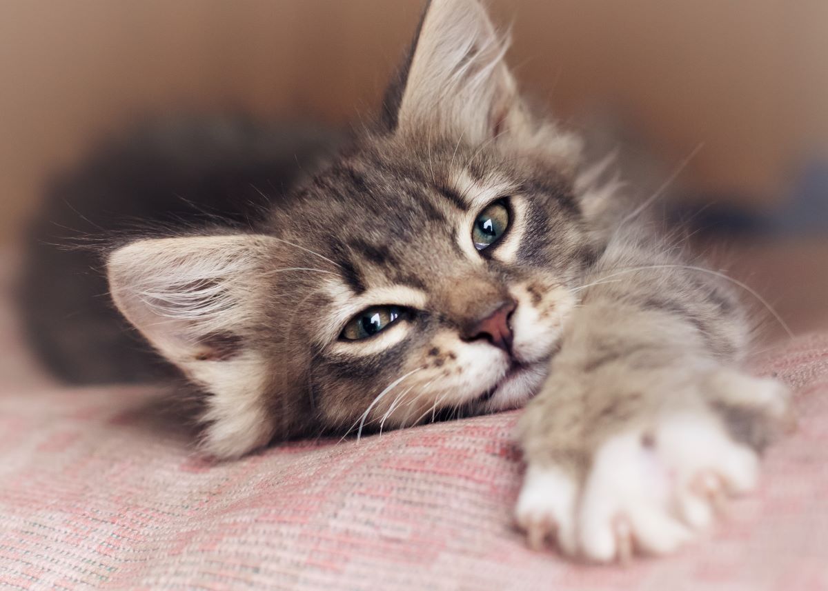 katzen fuer anfaenger 2