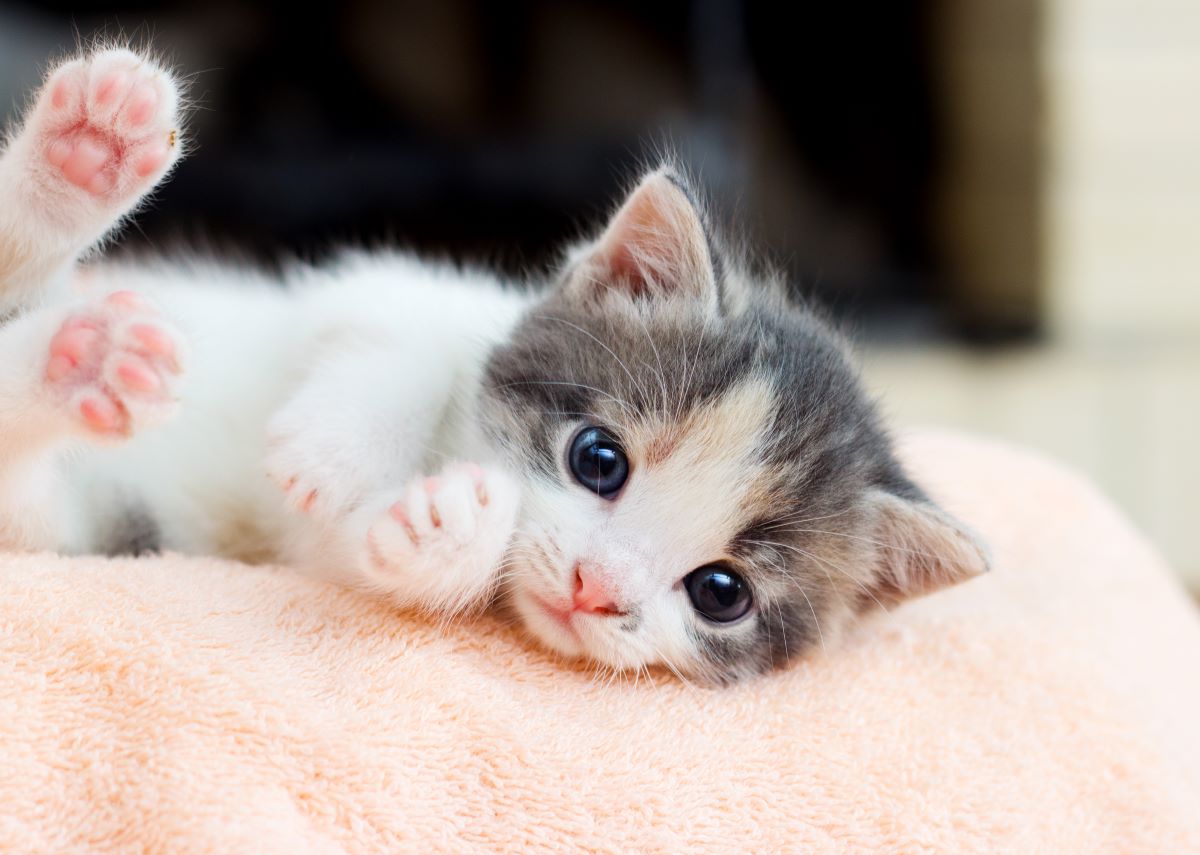katzen fuer anfaenger 3