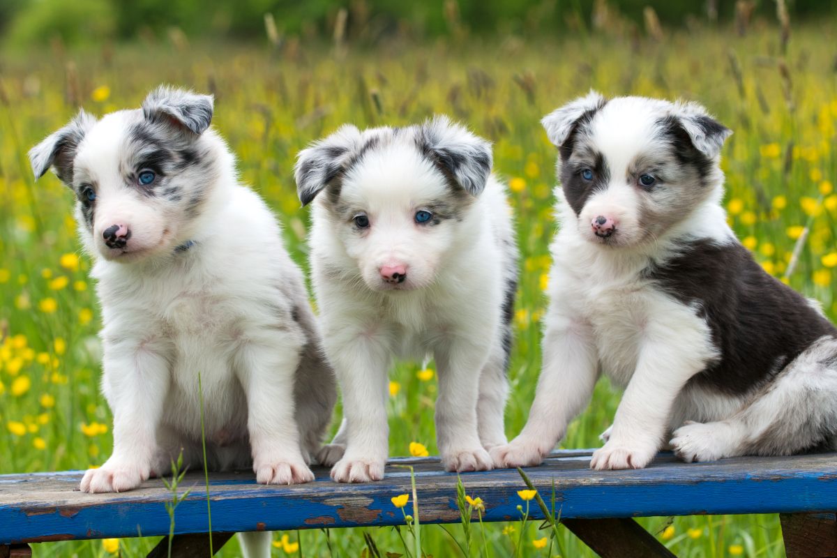 wie viele welpen bekommt ein hund 1
