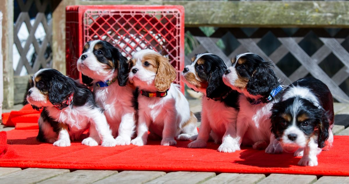 wie viele welpen bekommt ein hund 2