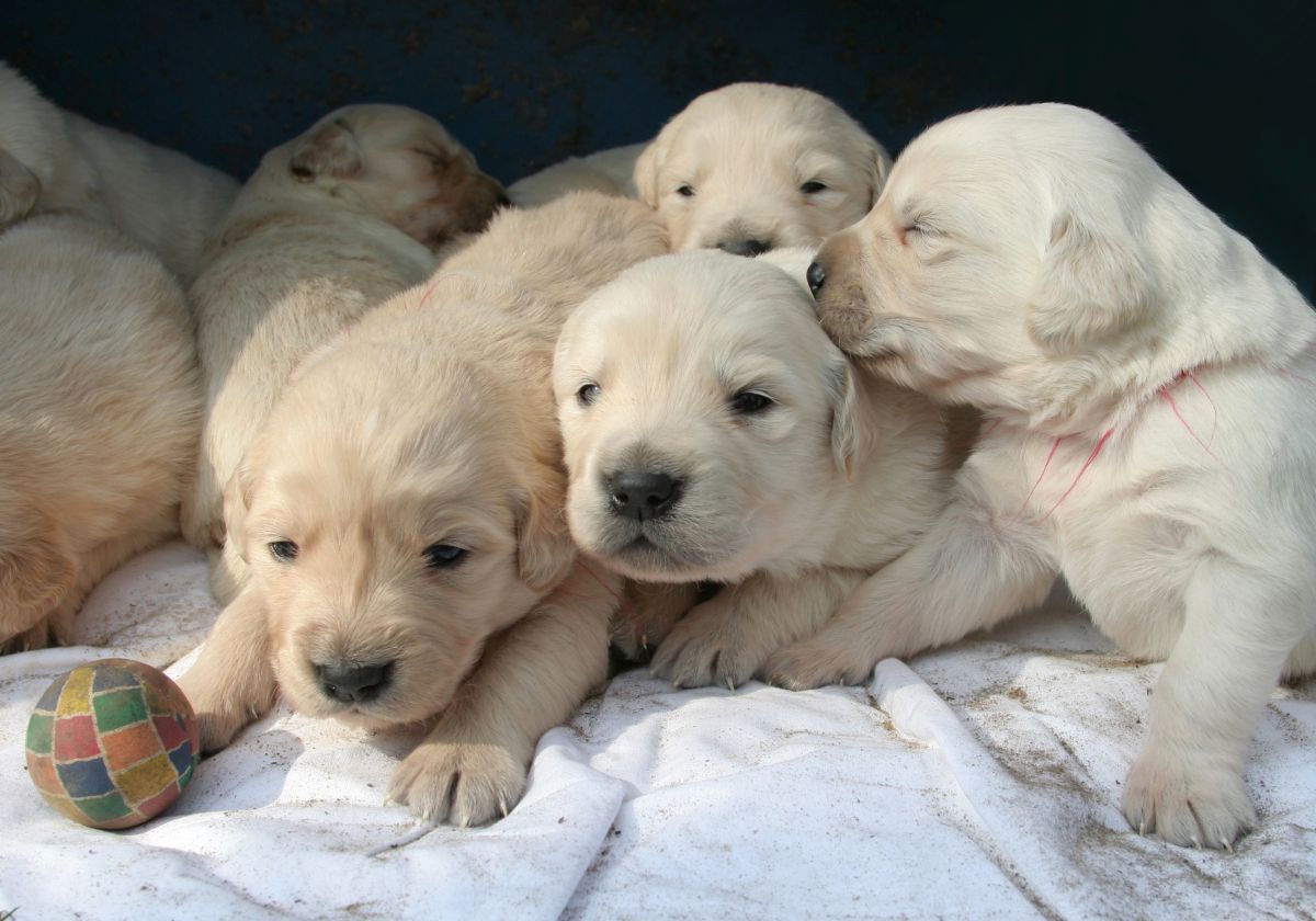 wie viele welpen bekommt ein hund 3
