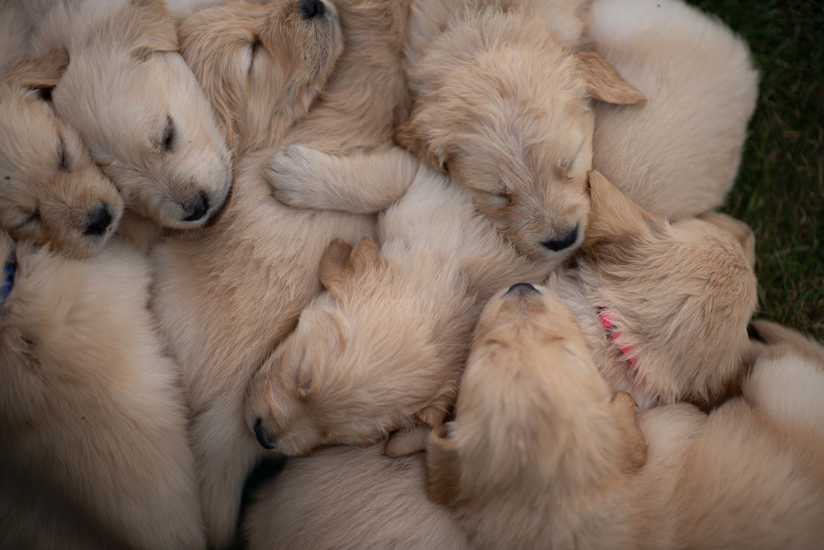 wie viele welpen bekommt ein hund 4