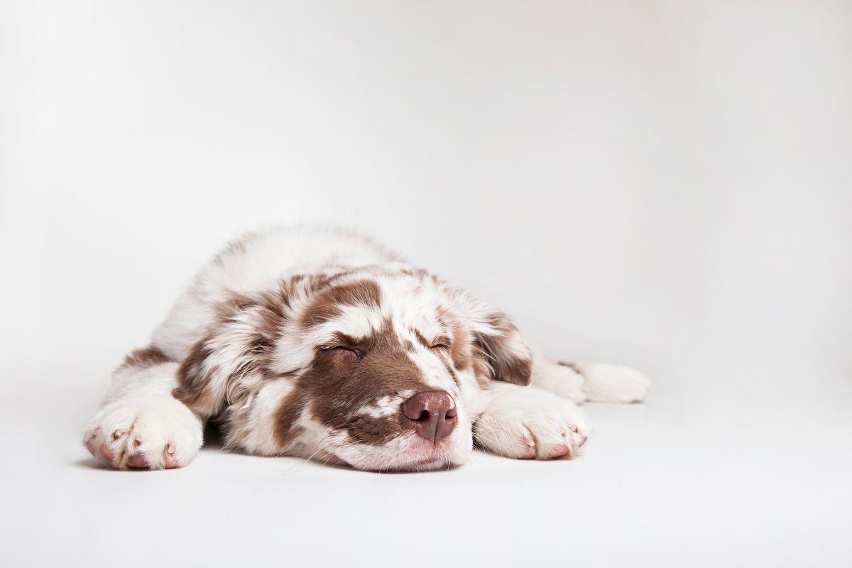 australian sheperd weiss 1