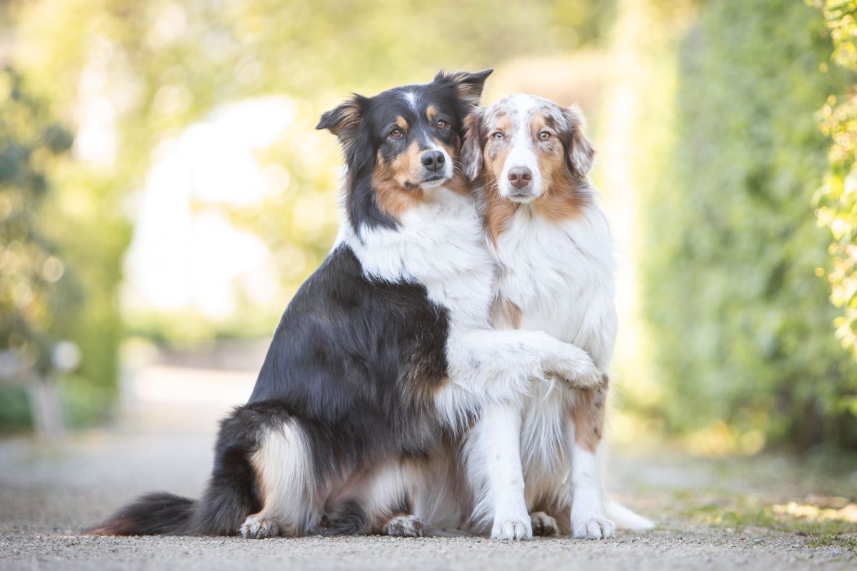 australian sheperd weiss 2