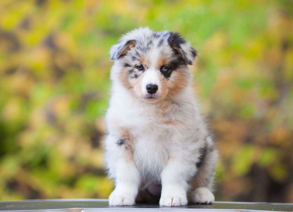australian sheperd weiss 3