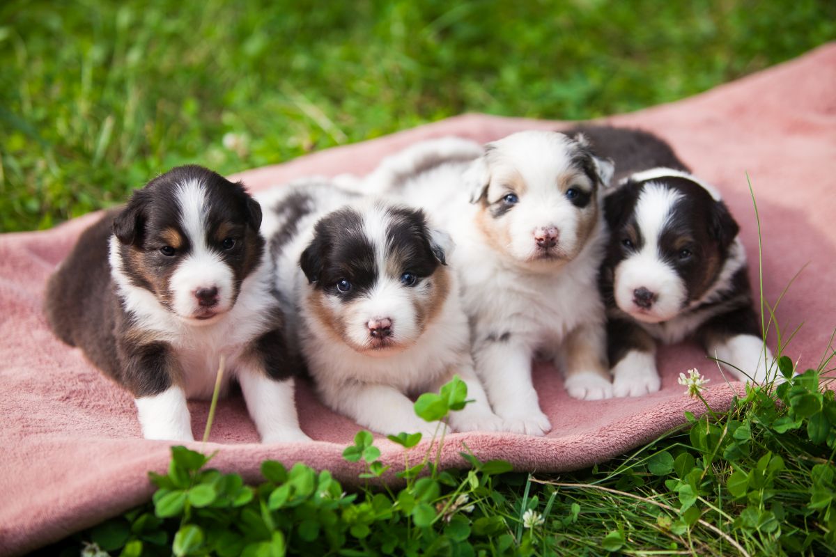 australian sheperd weiss 4