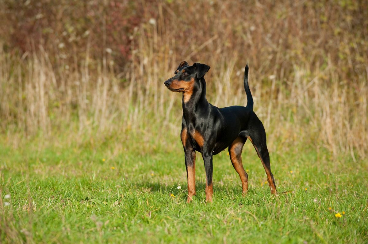 hunde schwarz braun 4