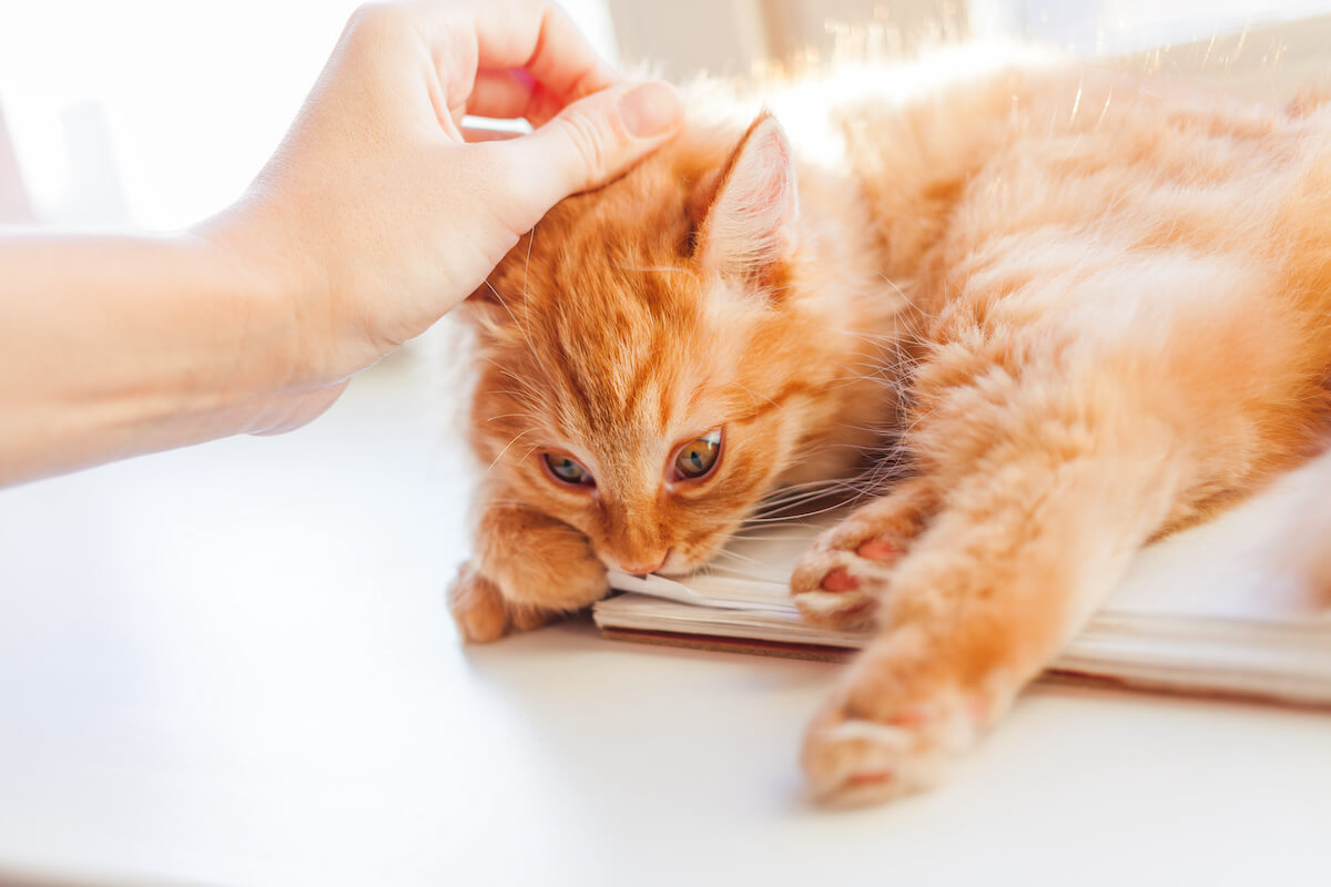 katze bestrafen 1