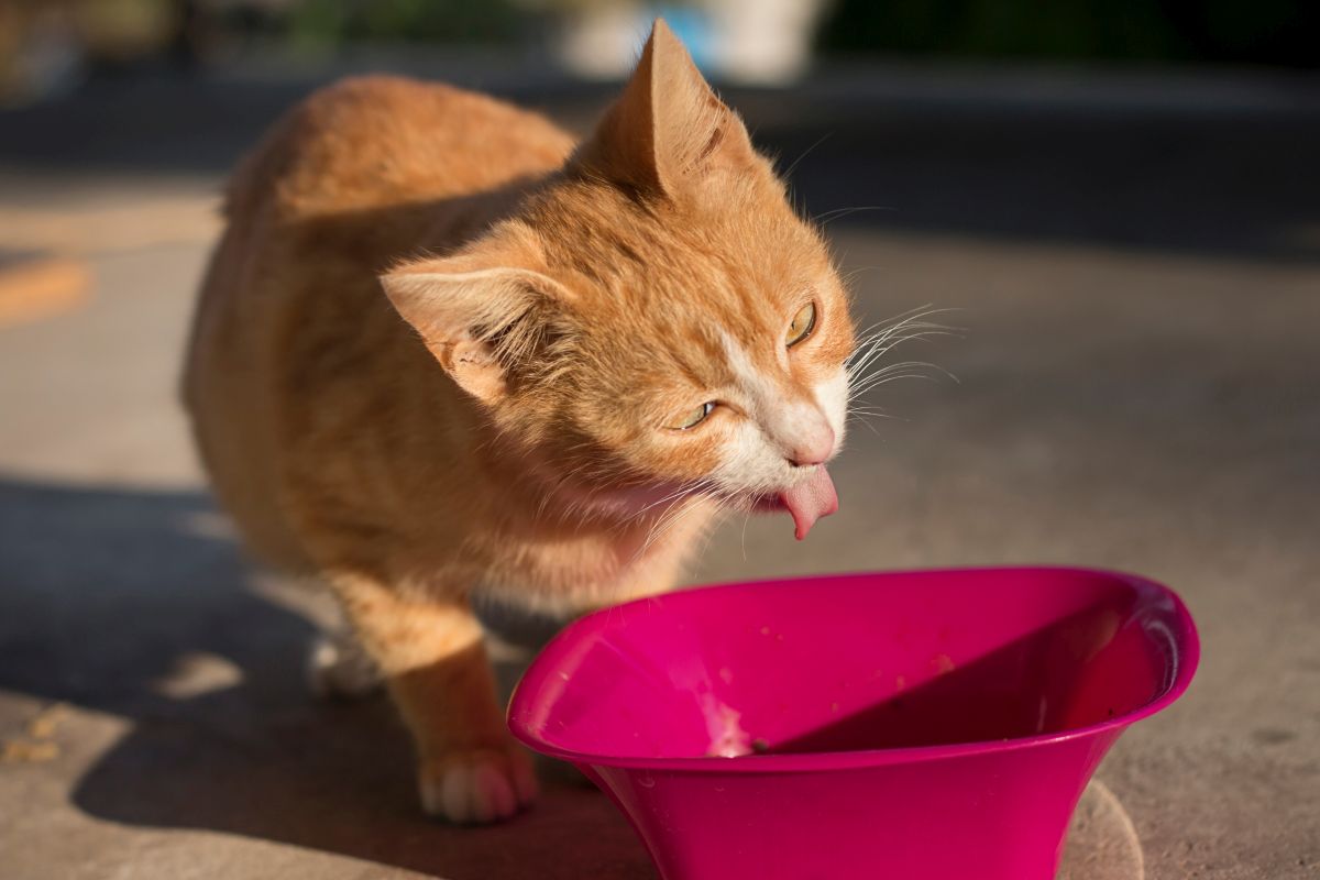 Deine Katze würgt aber kotzt nicht was nun? Haustierratgeber.de