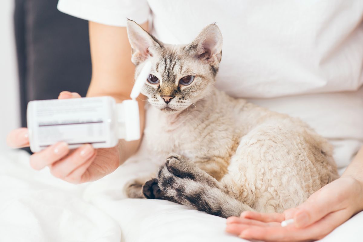 katze wuergt aber kotzt nicht 4