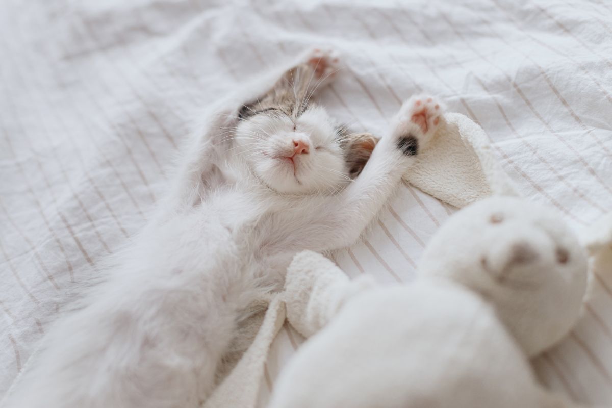 katzen babys bilder 4