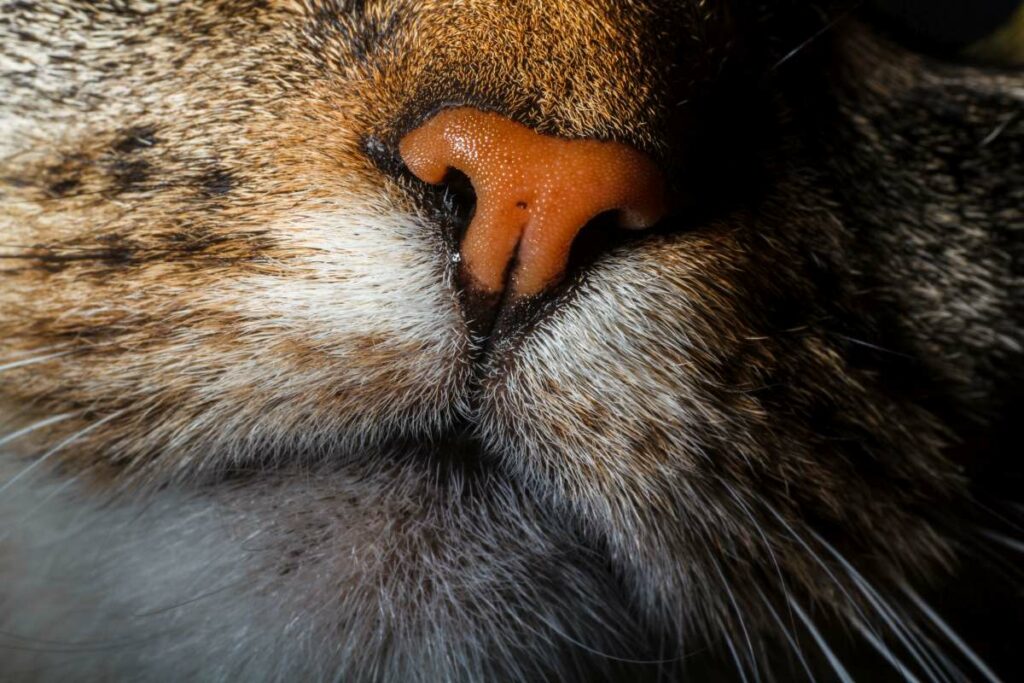 katzen feuchte nase