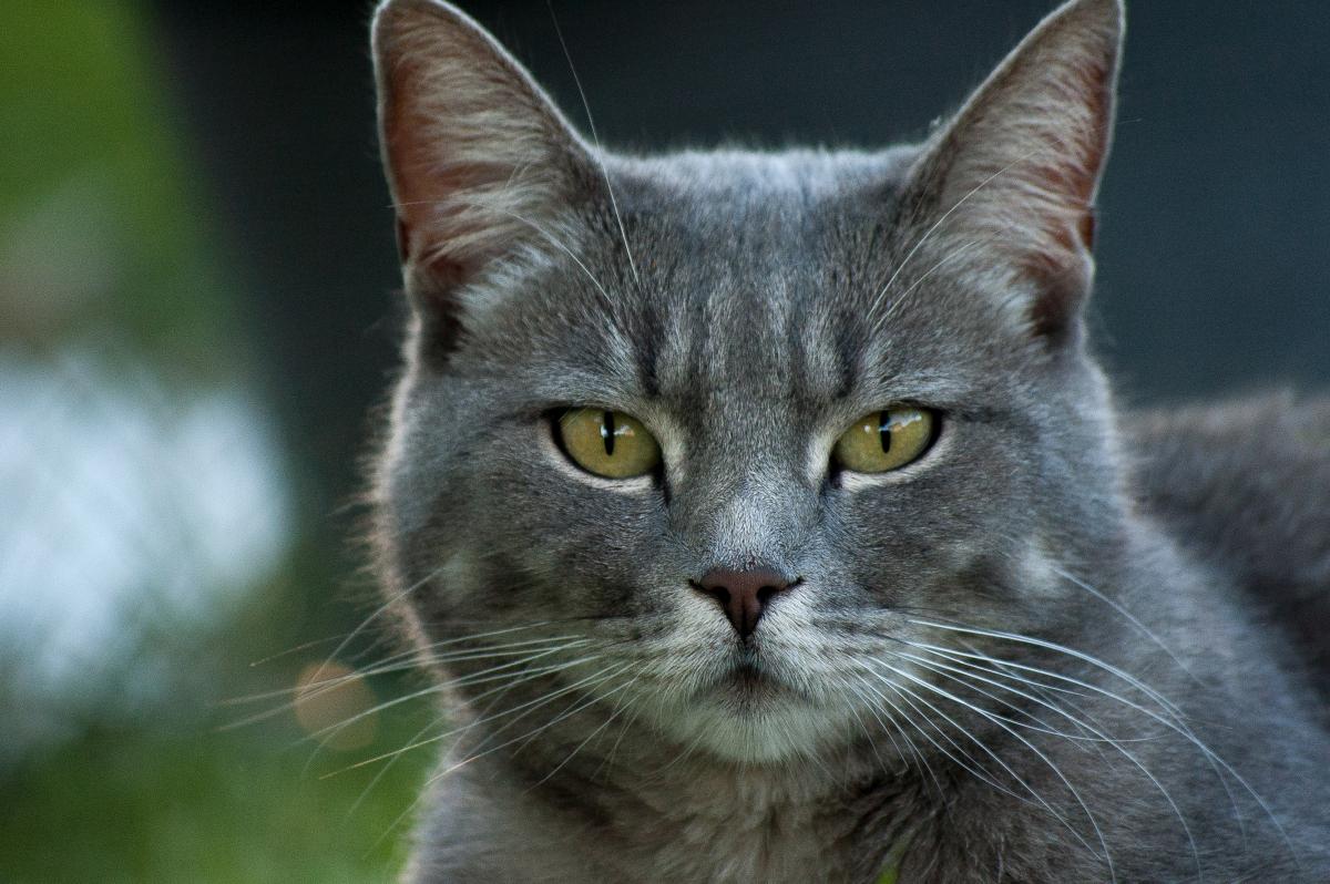 katzen feuchte nase