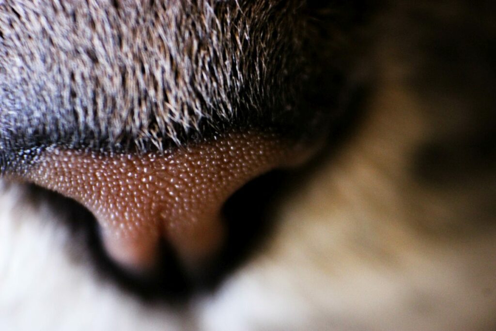 katzen feuchte nase