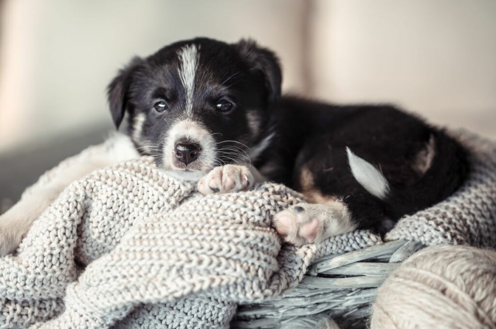 wie teuer ist ein hund