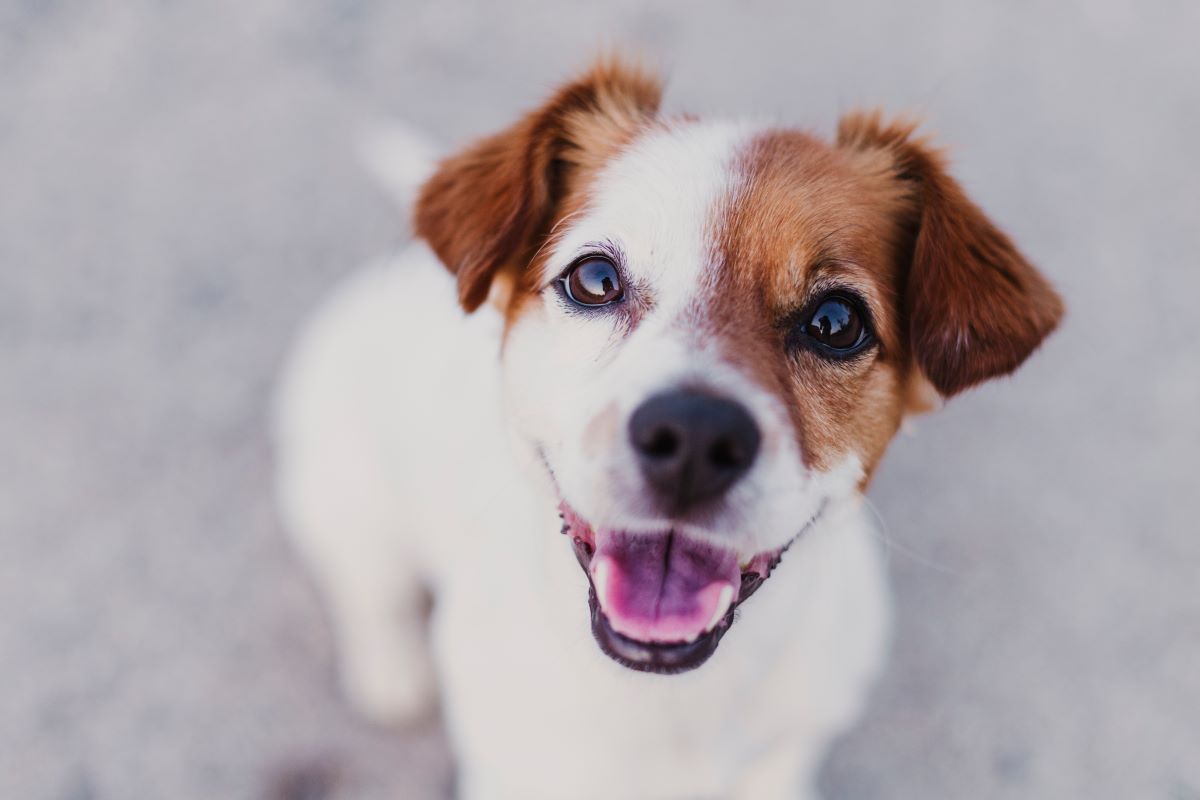 ab wann sind hunde geschlechtsreif 2